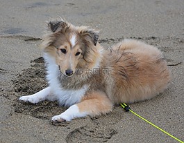 狗,婊子,設(shè)得蘭群島牧羊犬