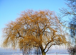 垂柳,牧场,树