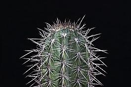 仙人掌,蜇,刺