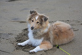 設(shè)得蘭群島牧羊犬,婊子,小狗