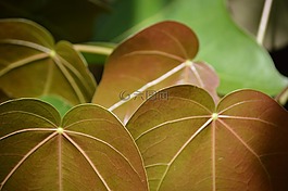 植物,離開,植物區(qū)系