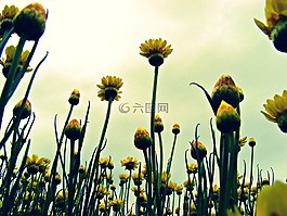 紙雛菊,鮮花,雛菊