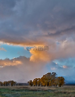 自然,景觀,樹