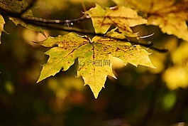 葉子,楓葉,樹