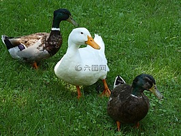 野生動物,鴨子,聚會