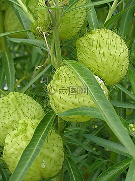 綠色,植物,葉
