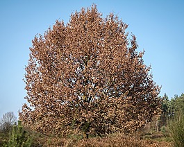 橡樹(shù),皇冠,樹(shù)