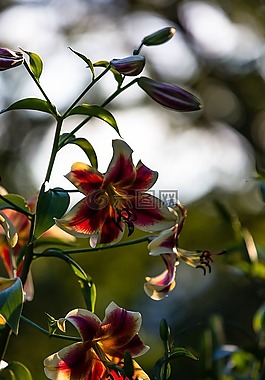 植物,花園,花