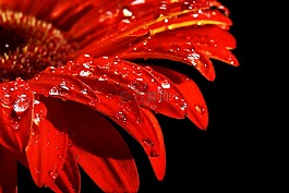 紅色,花卉,拖放