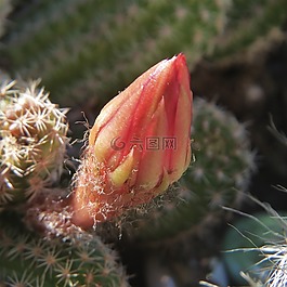 仙人掌,花蕾,红色