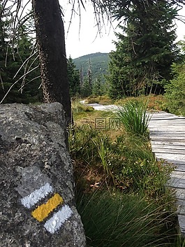 jizera 山,路径,森林