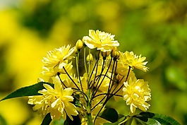 鮮花,玫瑰,蓬勃發(fā)展