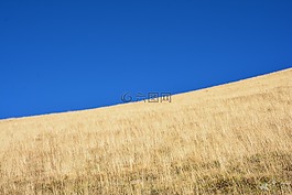 草,kaçkars,性质