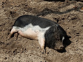 豬,動物,農(nóng)場