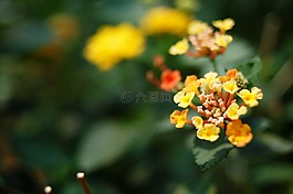 春天,仙游島,鮮花
