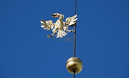 藍(lán)色,黃金,鳥(niǎo)