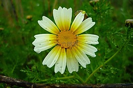 雛菊,字段,雨