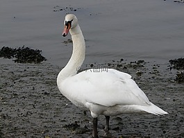 天鵝,鳥,雞