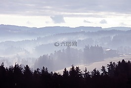 森林,松,性質(zhì)