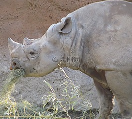 犀牛,吃,動(dòng)物園