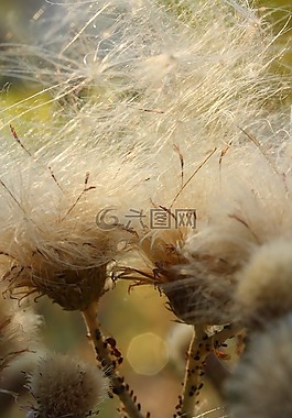 植物,宏,性質(zhì)