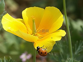 鮮花,花,黃色