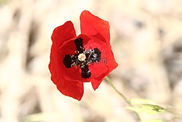 花卉,紅色,雪花蓮
