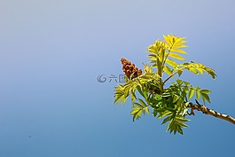 樹分支,春,綠色