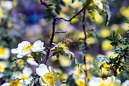 蜜蜂,授粉,花粉
