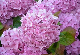 鮮花,繡球花,粉色