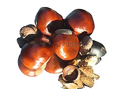 板栗,火,孤立