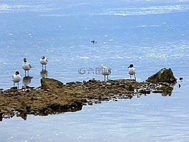 亞得里亞海,巖岸,洛基