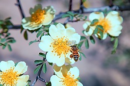 蜜蜂,授粉,花粉