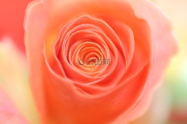 開花,玫瑰,性質(zhì)