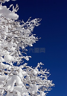 雪,冬天,白