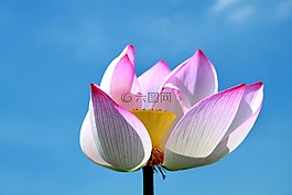 蓮花,花,粉紅色