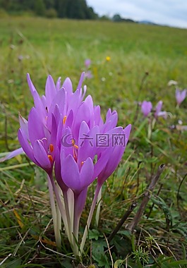性質(zhì),花卉,植物