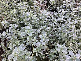 麝香草,植物,草本植物