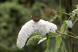 蝴蝶,孔雀蝴蝶,昆蟲