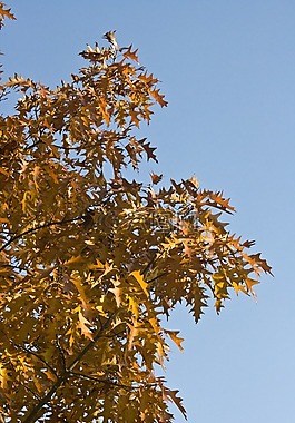 出现,叶子,橡树