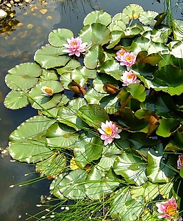 睡蓮,芽,湖玫瑰