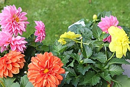 花,達(dá)利拉,花的