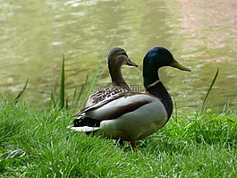 鴨,湖,公園