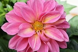 花,達(dá)利拉,花的