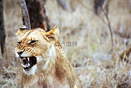 母獅,吼聲,動物