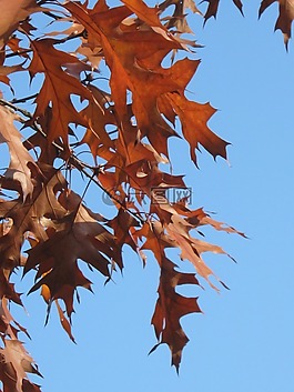 eicehnblaetter,橡樹,紅色