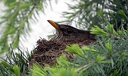 黑鳥,鳥巢,品種