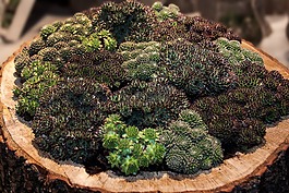 屋顶,houseleek,厚的板材温室