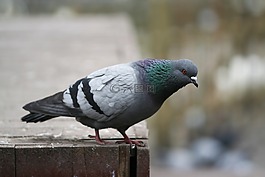 鴿,鳥(niǎo),飛