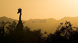 長頸鹿,日落,黃色